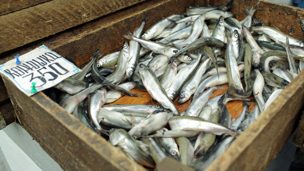 Любимая у петербуржцев рыба-трупоедка появится на прилавках уже в середине апреля
