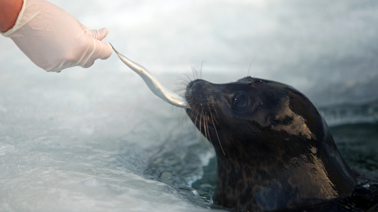 Нерп и тюленей в Петербурге выпустили в дикую природу после реабилитации
