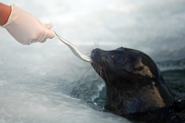Петербуржцам рассказали с чем связана гибель тюленей