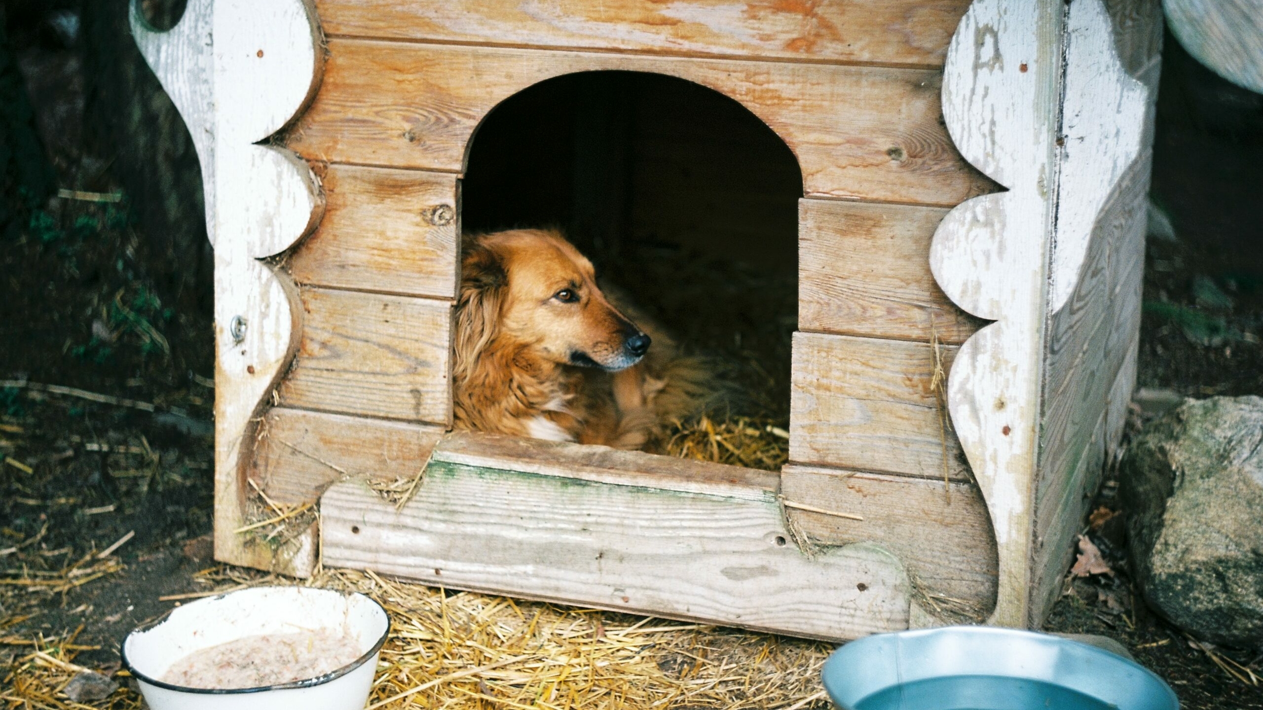 В Ленобласти Пожарные спасли пса, сидящего в загоревшейся будке