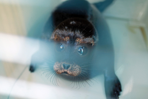 В петербургском Центре помощи тюленям нерпа Пасха встала на задние ласты