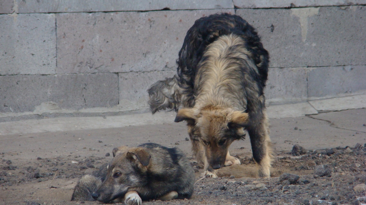 В Мурманске в местной ветклинике персонал калечит животных