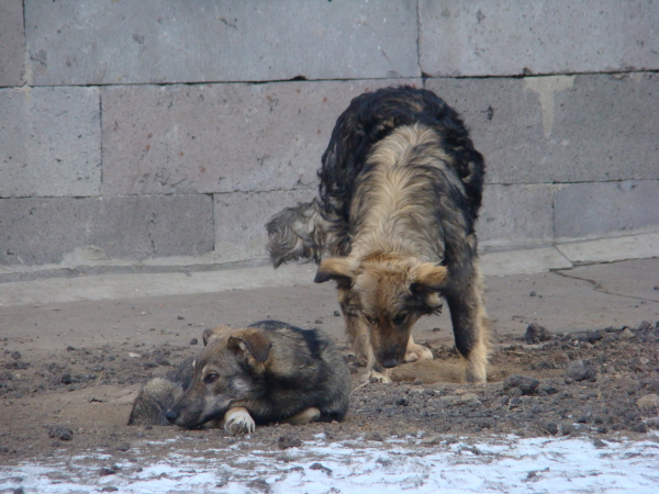 В Петергофе бездомная собака укусила подростка за правую голень