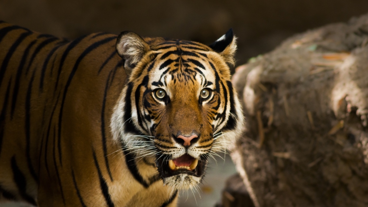 Паводки в Приморье гонят тигров к людям