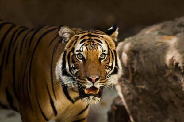 Паводки в Приморье гонят тигров к людям