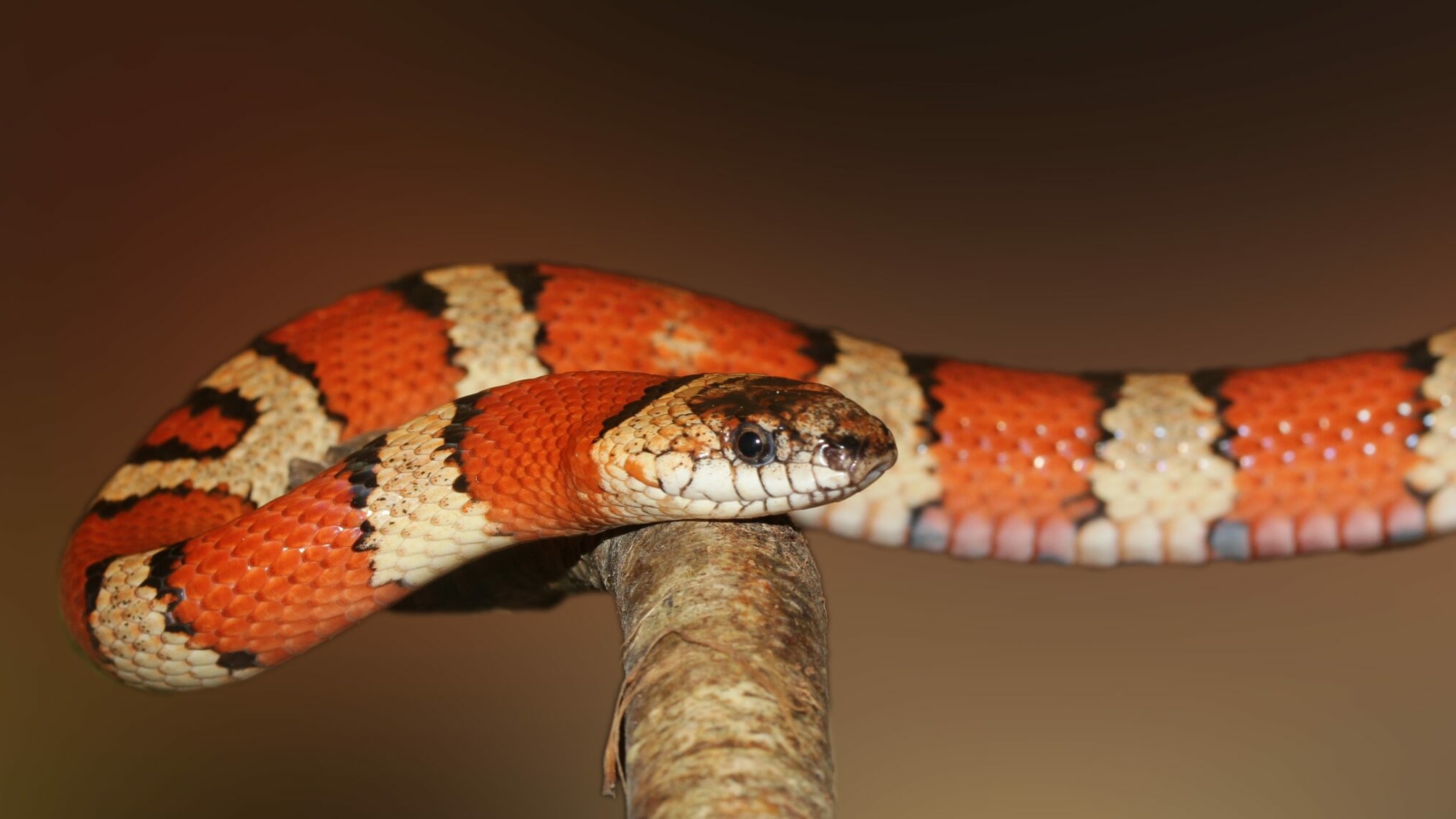 В Ленобласти экзотическая змея сбежала от хозяина