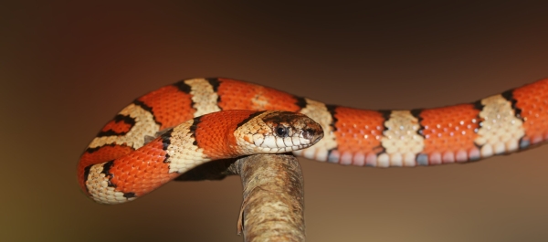 В Ленобласти экзотическая змея сбежала от хозяина