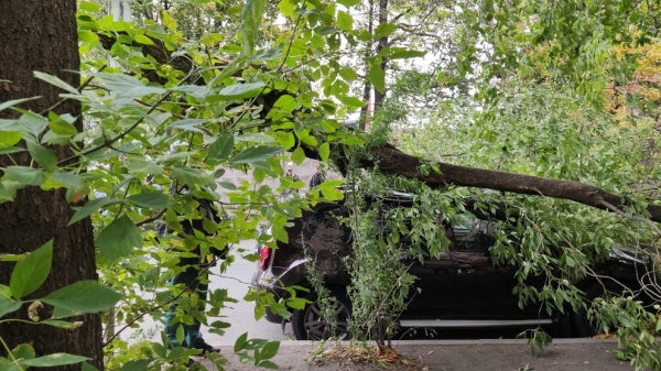 В Петербурге рухнувшие после грозы деревья придавили четыре автомобиля
