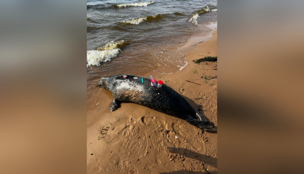 Трупы тюленей массово находят на побережье Петербурга