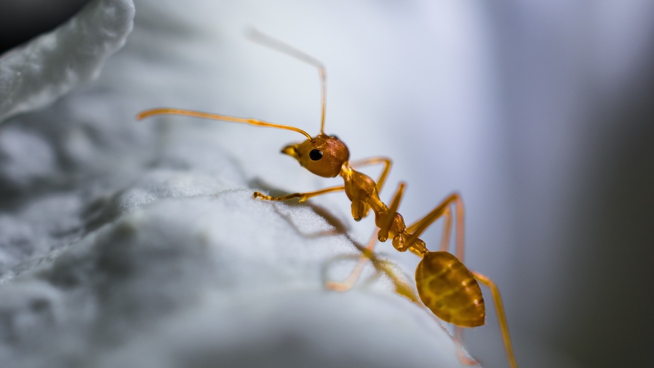 Колонизация наоборот: южноамериканские муравьи захватывают Европу