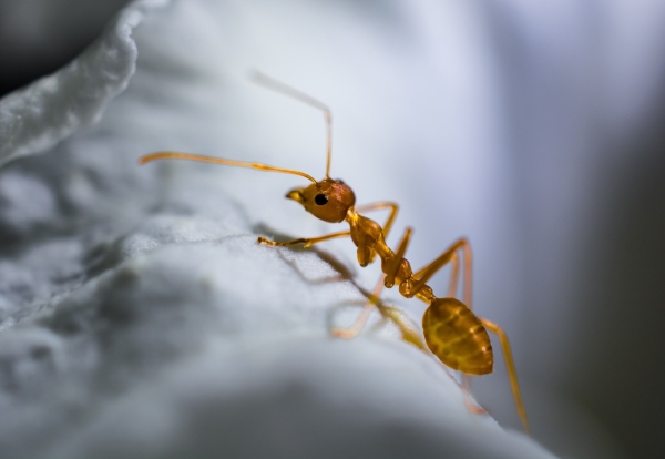 Колонизация наоборот: южноамериканские муравьи захватывают Европу