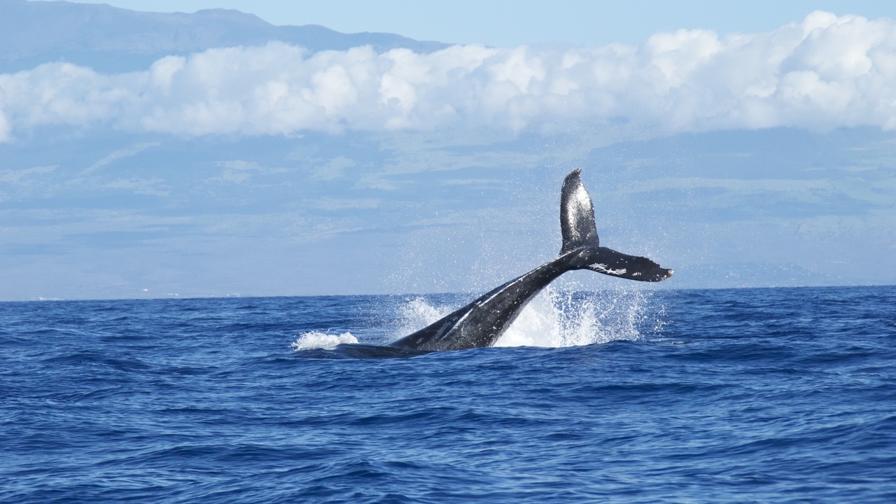 Тоже любят шутить и веселиться: ученые узнали больше о горбатых китах