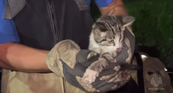 Пожарные Калининграда спасли маленького котика на американских горках