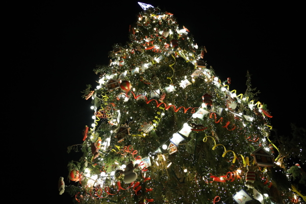 Не менее 23 метров: стало известно, какой будет главная новогодняя елка Петербурга