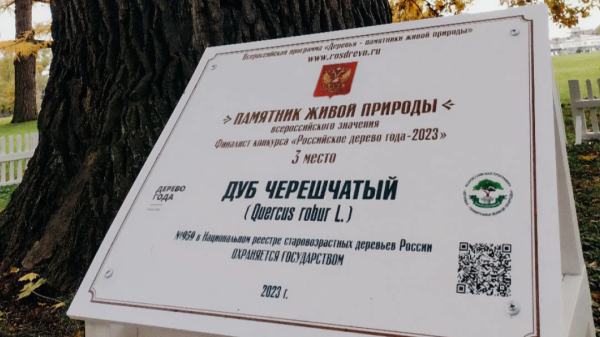 Петербургский дуб занял третье место на конкурсе «Российское дерево года — 2023»