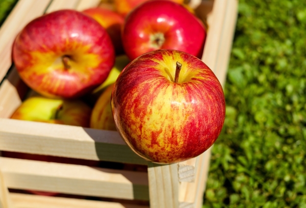 «Яблоко в день — и доктор не нужен»: петербуржцам поведали о пользе яблок