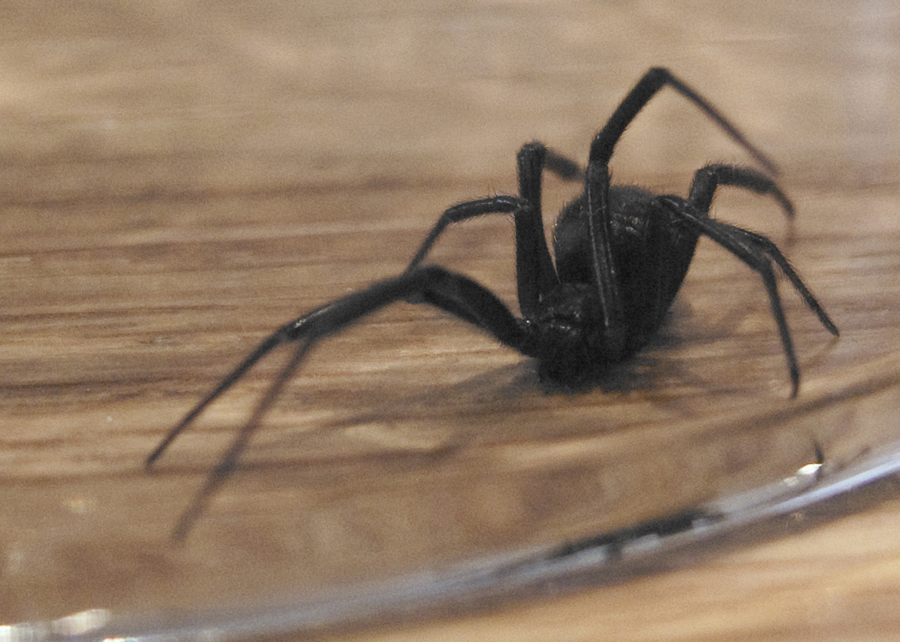 Паука нельзя назвать красивым животным. Latrodectus mactans чёрная вдова. Latrodectus curacaviensis. Чёрная вдова паук самец. Ягодный паук.