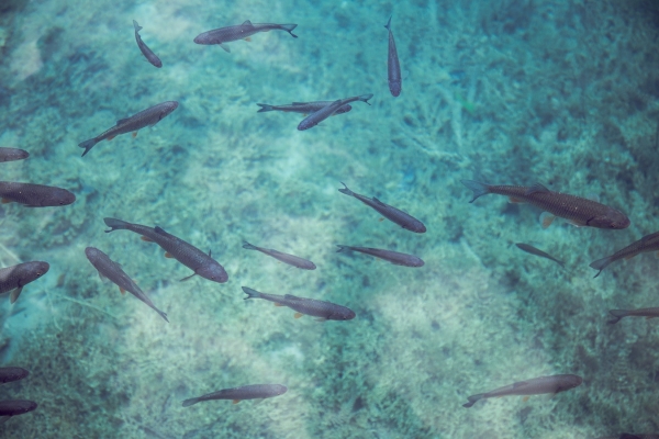 Хищники или люди: в Японии обнаружили косяки мертвых рыб