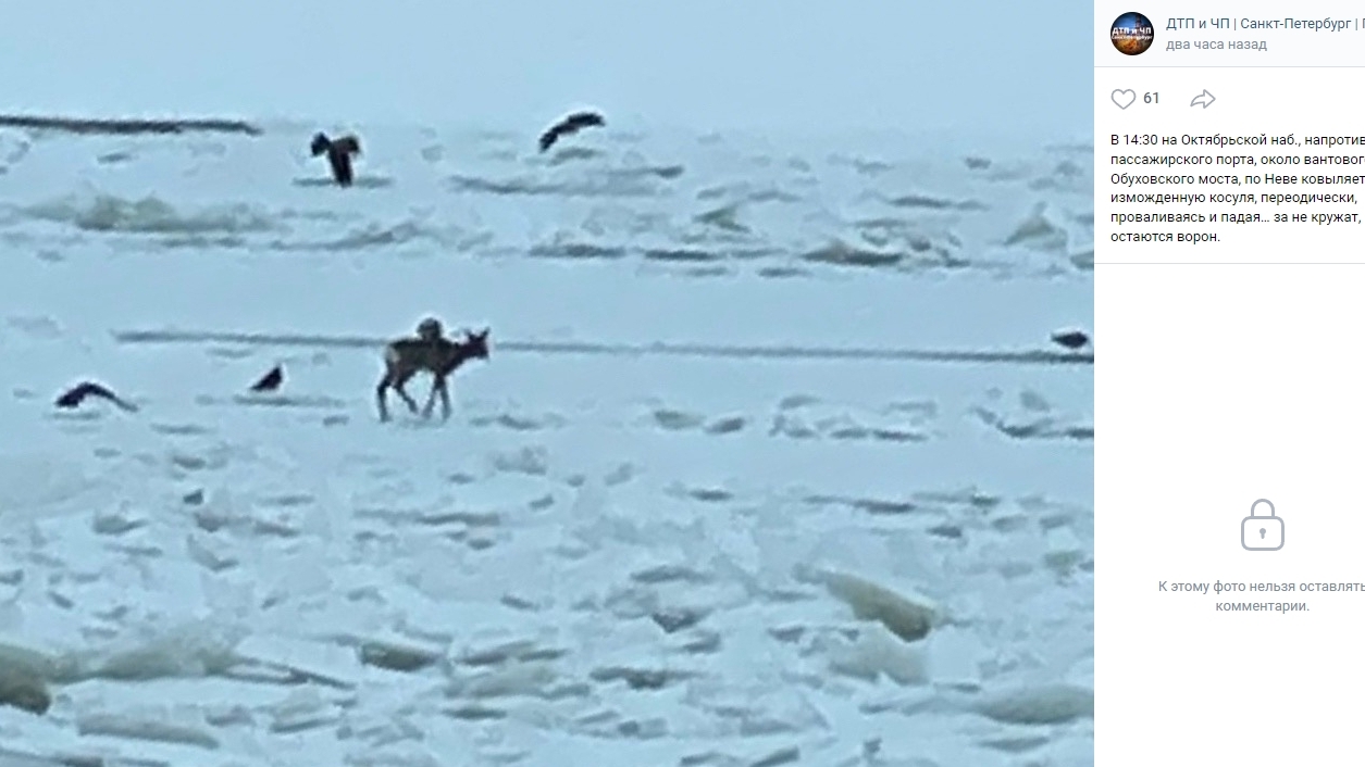 На льду у Обуховского моста заметили стаю ворон, кружащую над еле идущей косулей