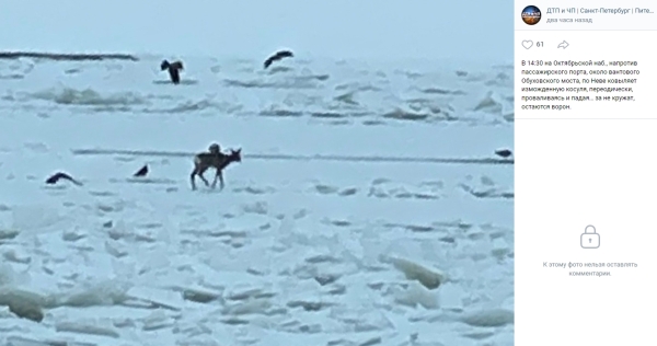 На льду у Обуховского моста заметили стаю ворон, кружащую над еле идущей косулей
