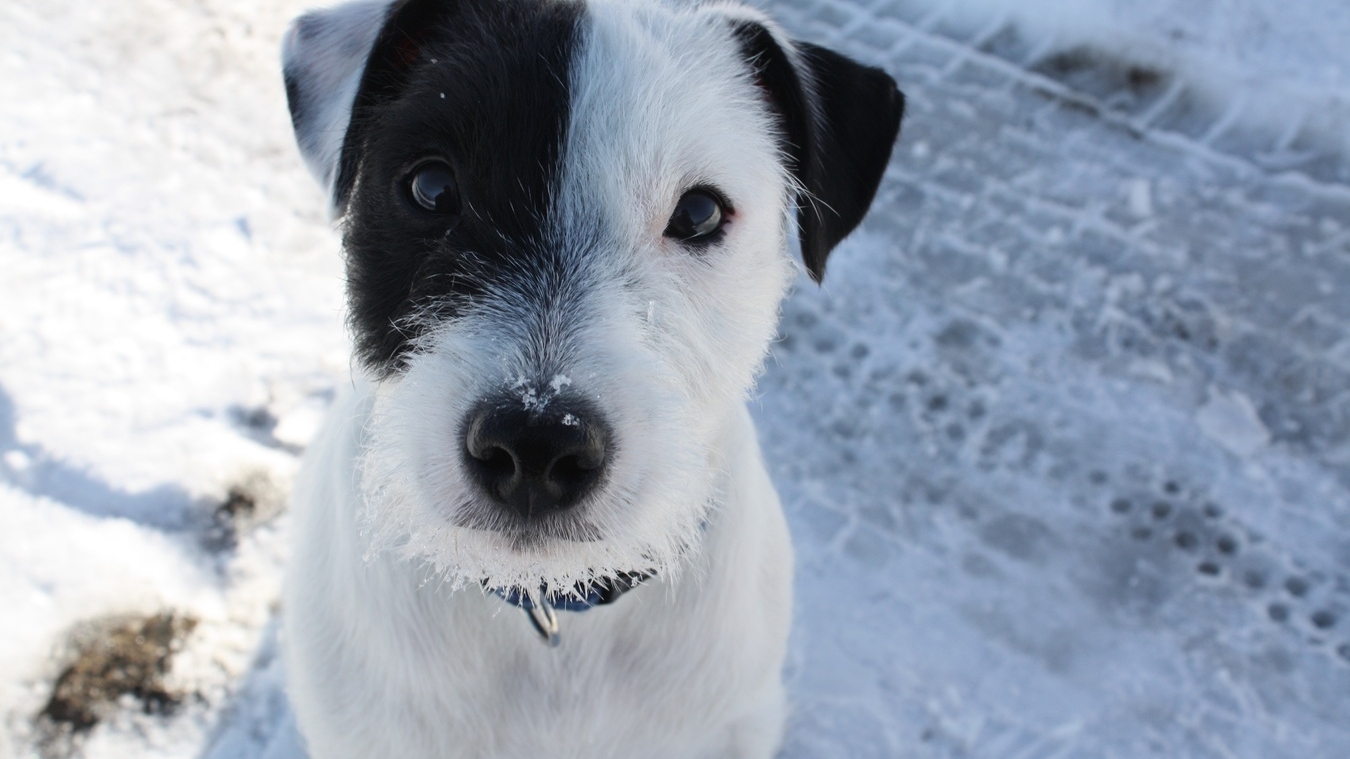 Не игрушка: петербуржцам посоветовали не дарить друзьям щенят