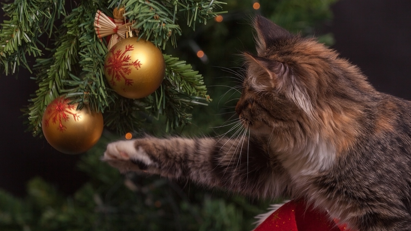 Ветеринар рассказала, как не навредить питомцу новогодними украшениями