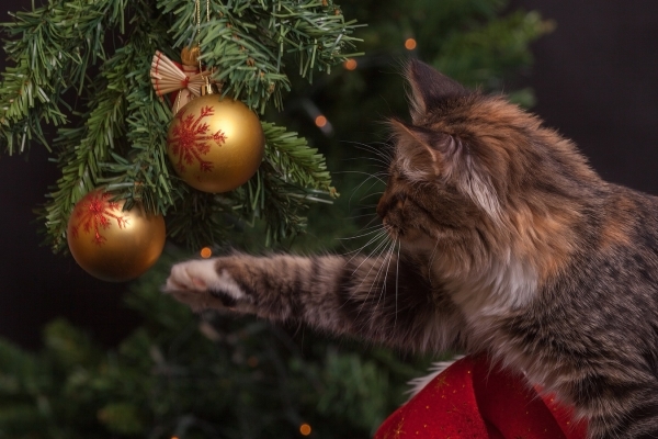 Ветеринар рассказала, как не навредить питомцу новогодними украшениями