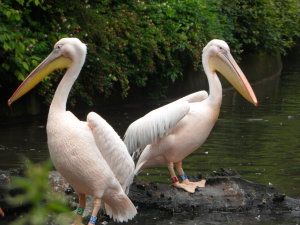 Петербуржцам показали кусочек из жизни задиристых пеликанов Ленинградского зоопарка