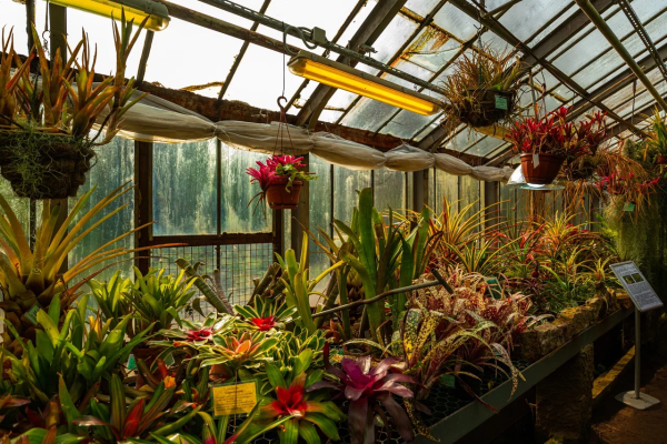 Жителям и гостям Петербурга назвали пять мест, где можно полюбоваться на цветы и растения