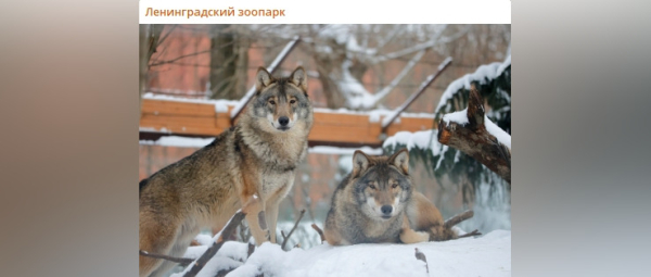 Сумерки в Петербурге: Ленинградский зоопарк похвастался волками в шубках