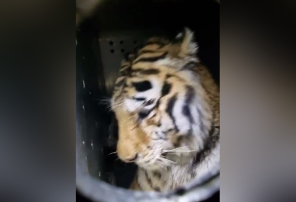 Собаки спасены: в Приморье поймали тигра, охотившегося на верных друзей человека