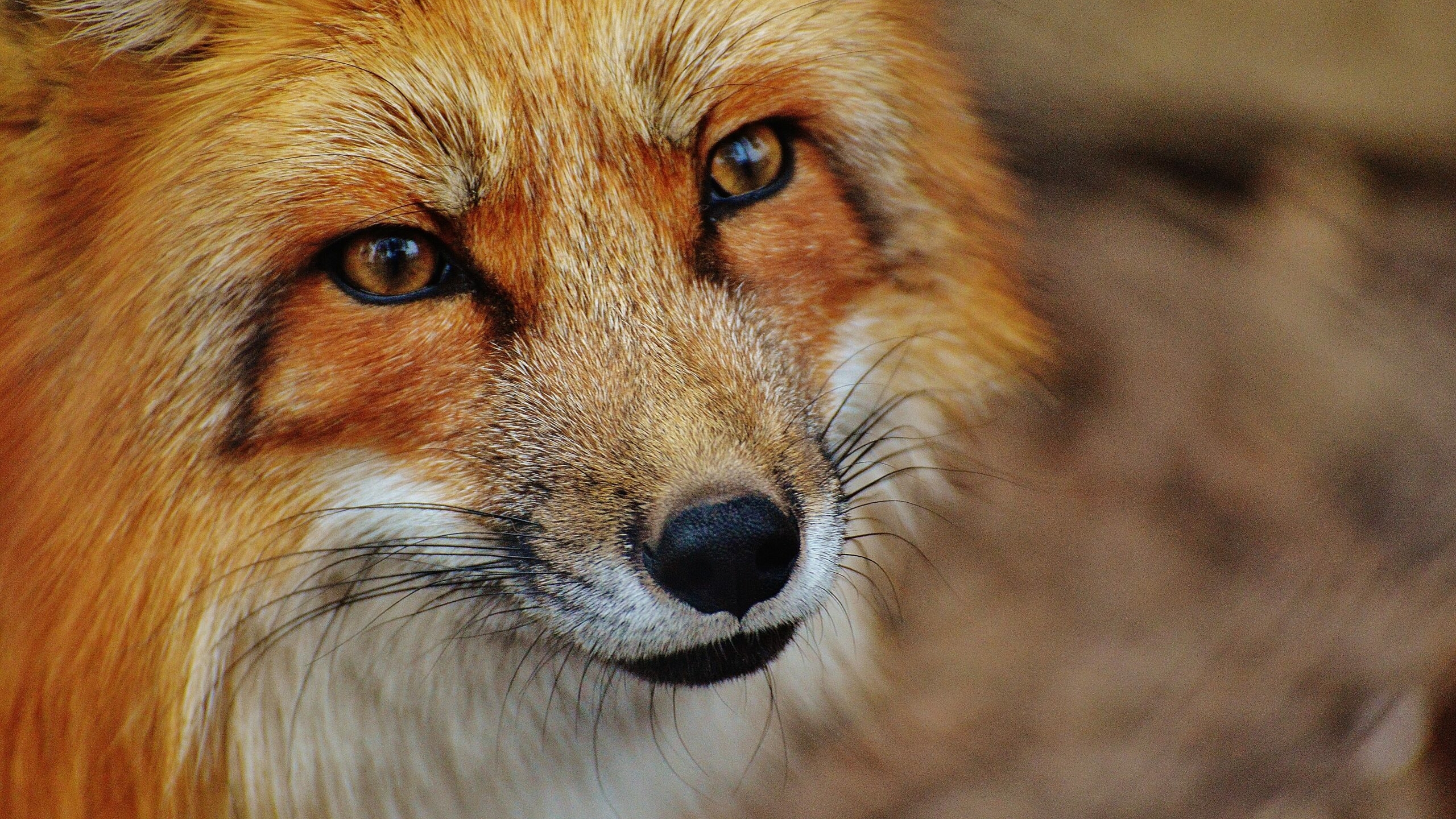 В Ленобласти лисы активно ищут себе пары