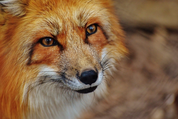В Ленобласти лисы активно ищут себе пары