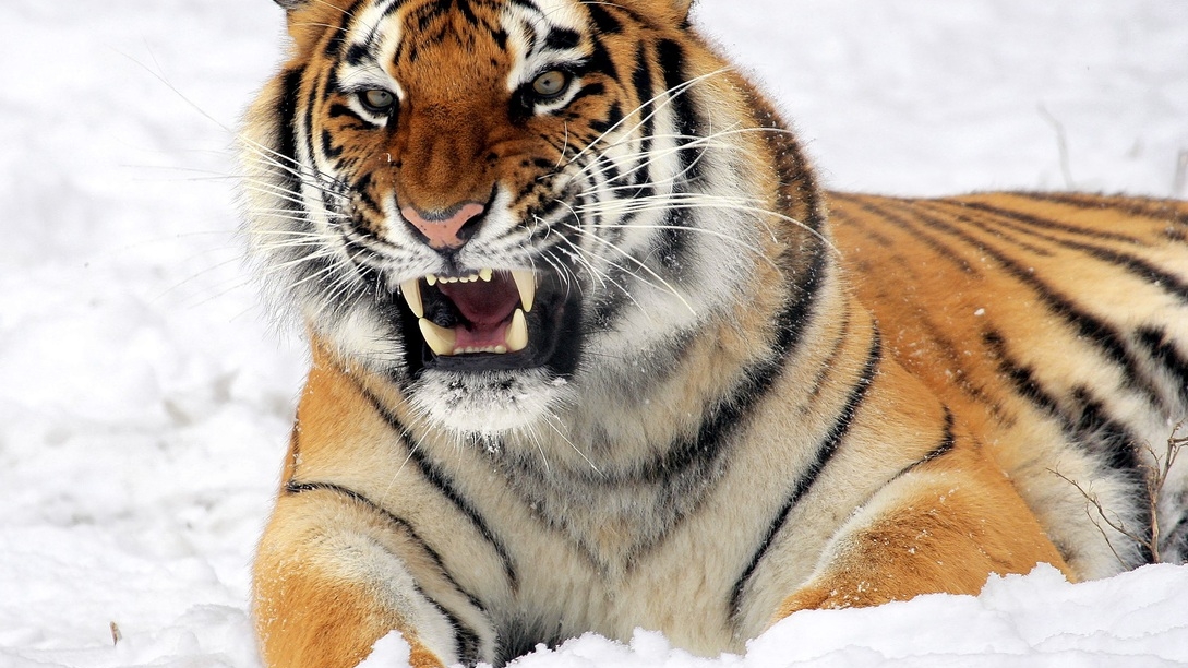 Эксперты предполагают, что яванский тигр все еще существует