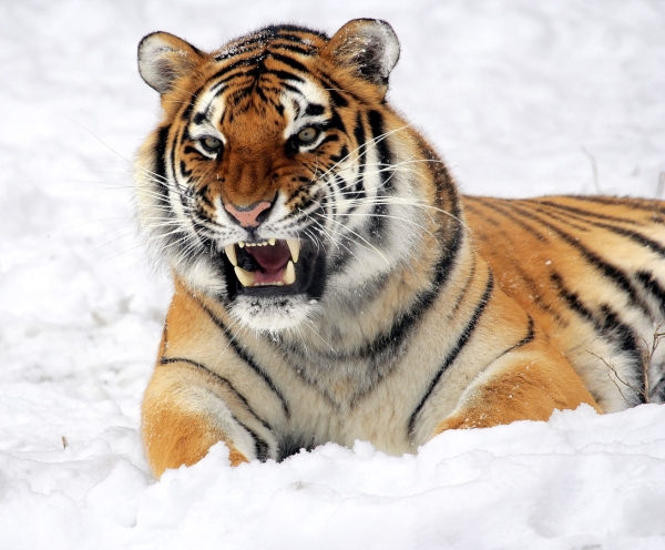 Пятилетнего хищника из Хабаровска выхаживают в Ленинградском «Доме тигра»