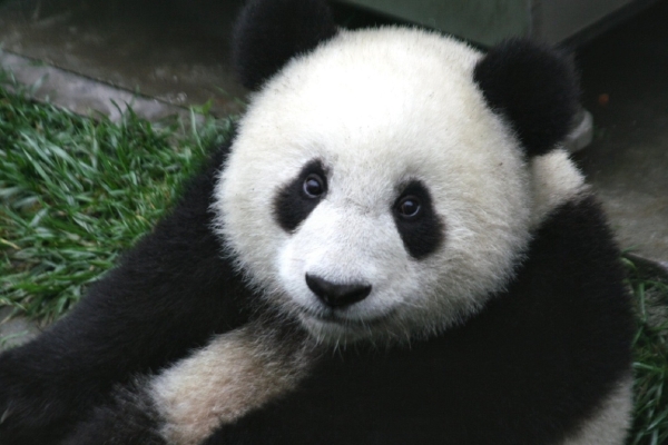Московский зоопарк запечатлел игры панды Катюши в листьях бамбука