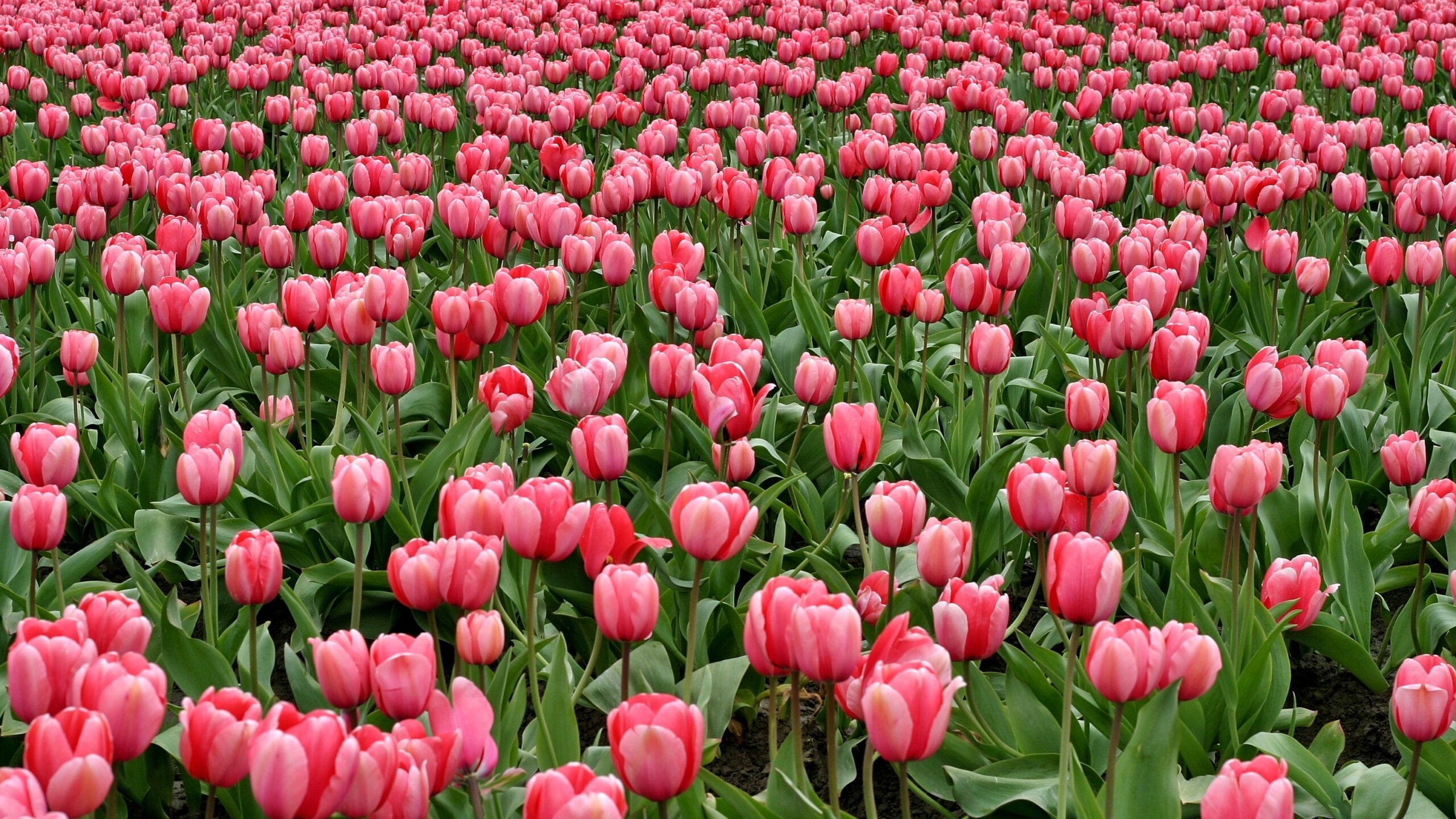 В мае улицы Петербурга украсят больше 270 тысяч тюльпанов