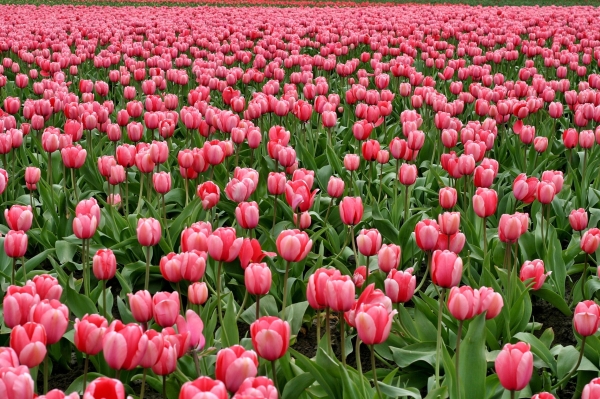 В мае улицы Петербурга украсят больше 270 тысяч тюльпанов