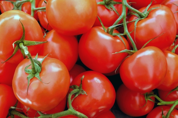 Петербуржцам рассказали о новых ценах на помидоры, они аномальны