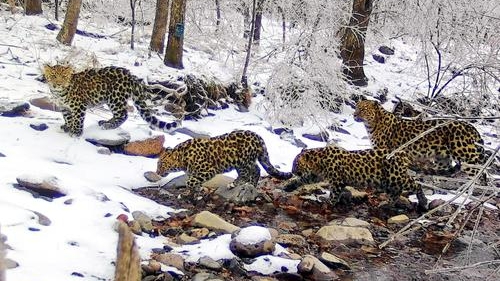 Семья дальневосточных леопардов из России перебралась жить в Китай
