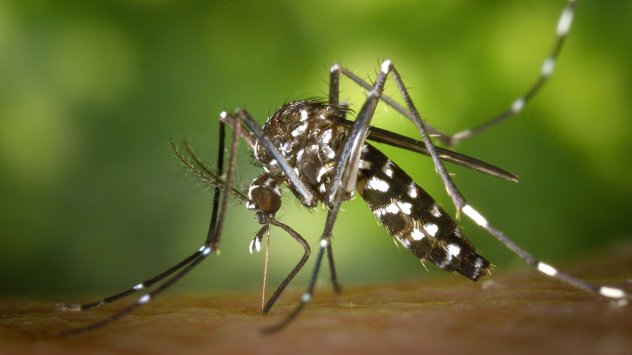 Роспотребнадзор рассказал про опасную лихорадку денге