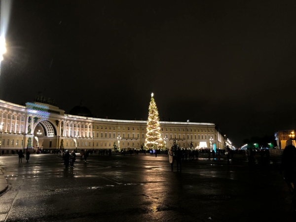 В Петербурге и Ленобласти заготовят 700 елей для украшения на Новый год