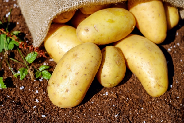 В 2024 году 4 из 10 владельцев земельных участков в Петербурге планируют сажать картошку