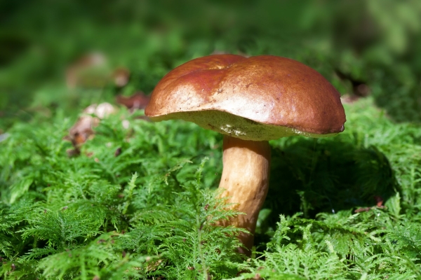 Петербуржцам рассказали о лучших местах для сбора грибов