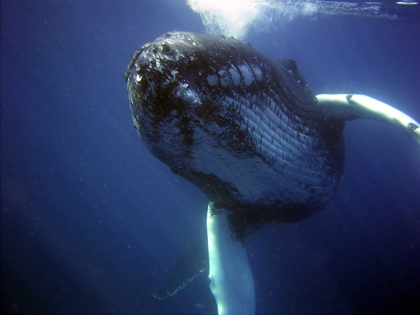 В Новой Зеландии китов юридически приравняли к людям