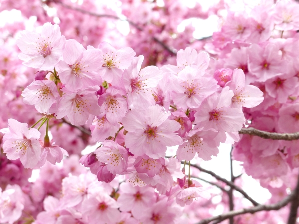Парки и сады Петербурга оказались одними из лучших мест в стране для наблюдения за цветением сакуры
