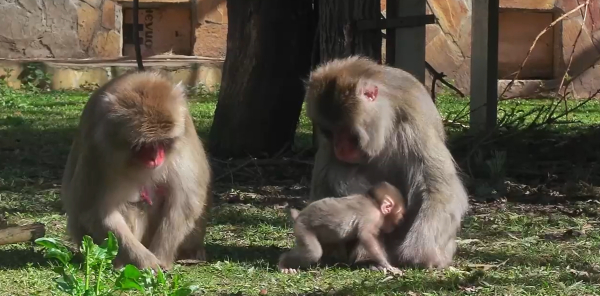 У пары японских макак в Ленинградском зоопарке родился третий малыш