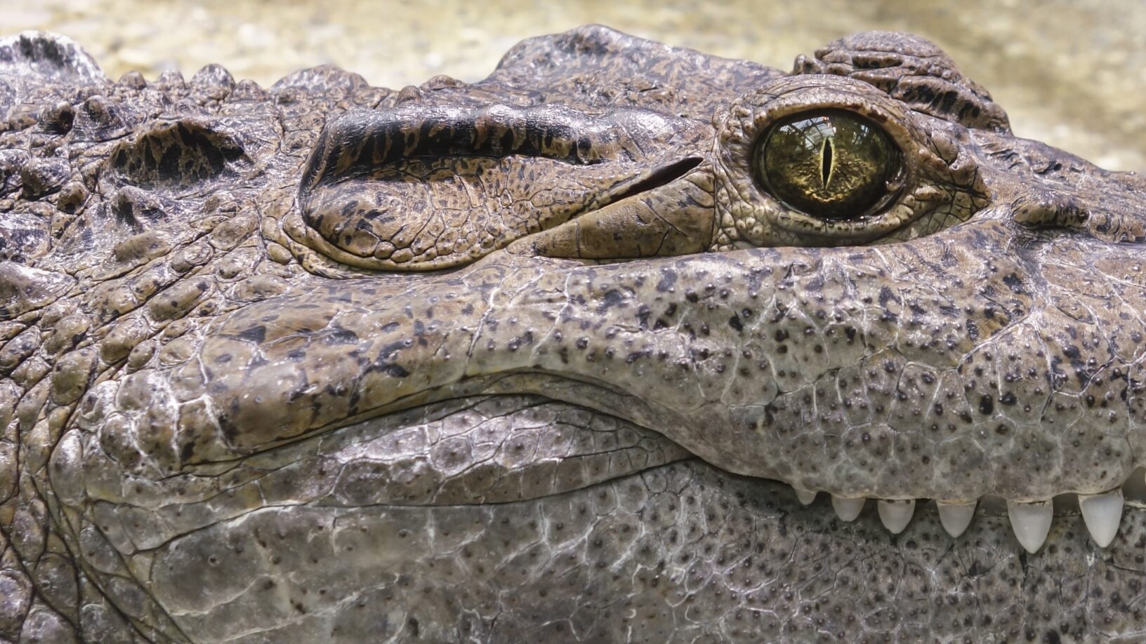 Индианка выкинула шестилетнего сына на съедение крокодилам