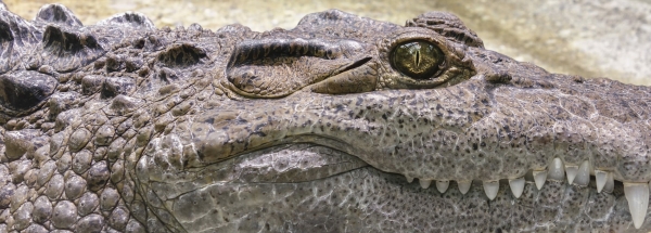Индианка выкинула шестилетнего сына на съедение крокодилам