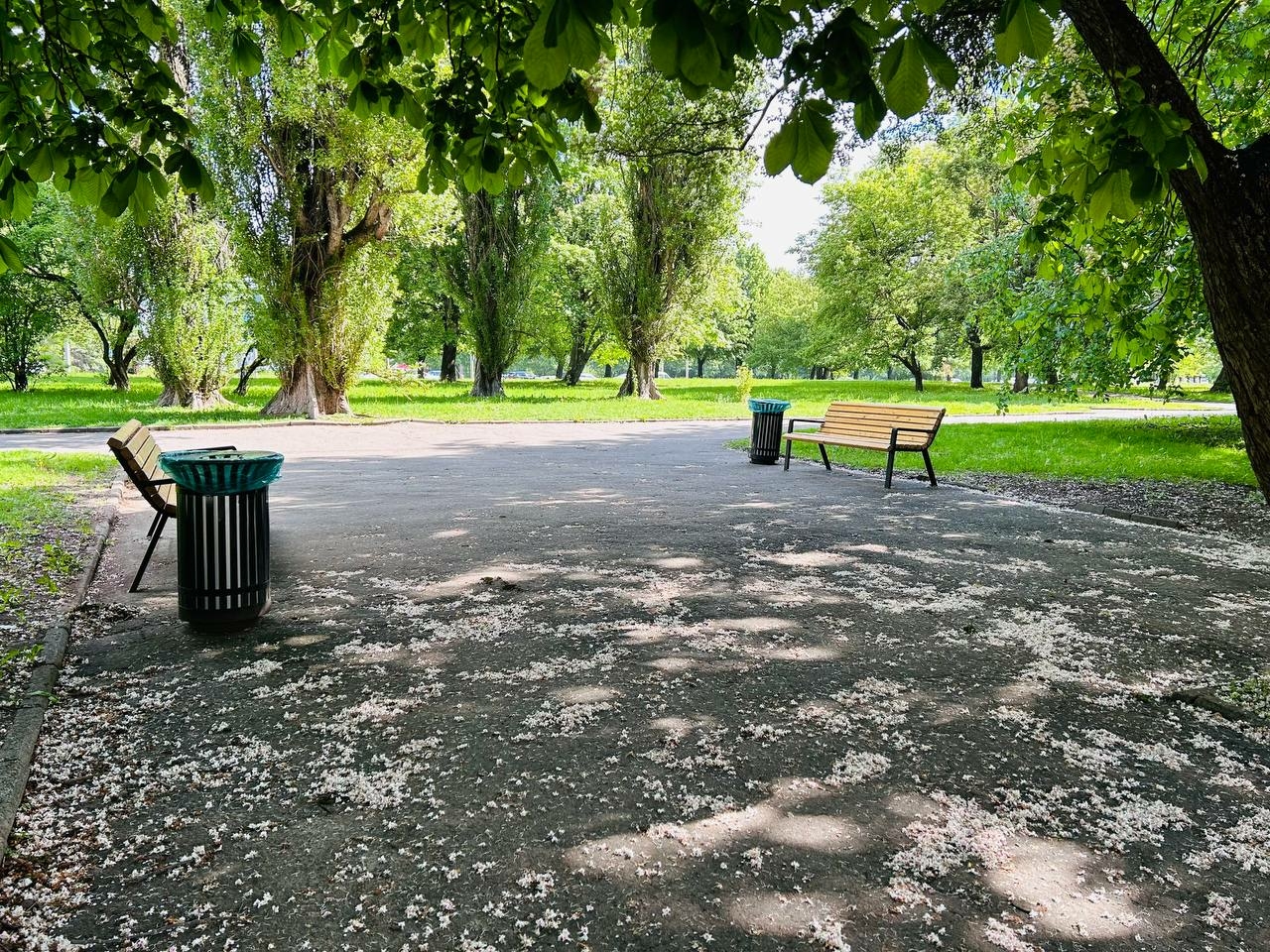 В пруду Пулковского парка нашли труп незнакомца